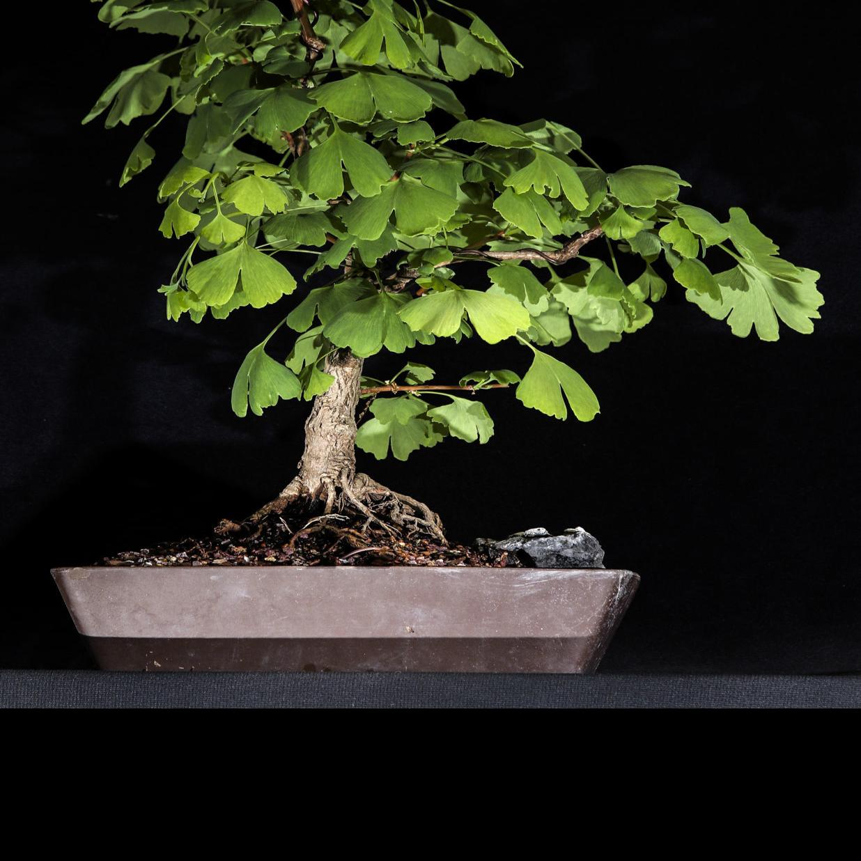 The Living Art Of Bonsai Home Garden Qctimes Com