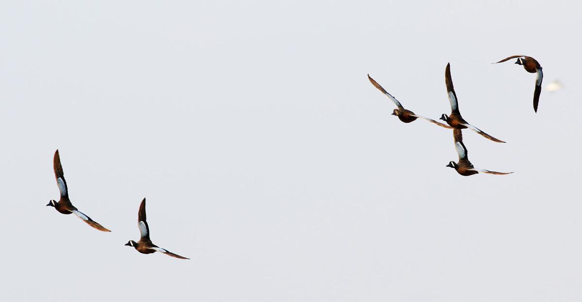 031317-Osprey-Nests-006