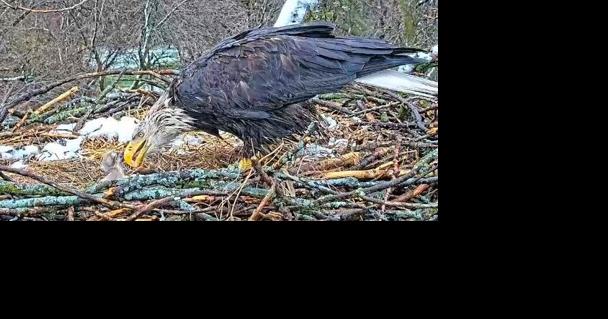 Liberty and Justice caring for eaglet - Vimarsana News