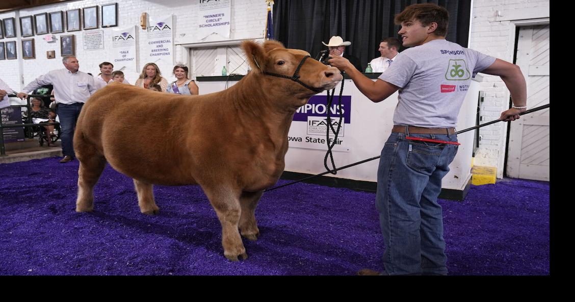 Area results for Iowa State Fair livestock shows