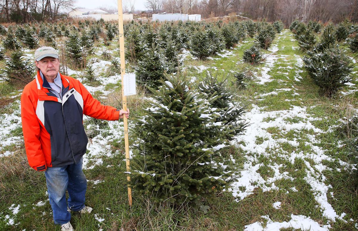 Christmas tree farm in Moline closed for the season 'We're sorry