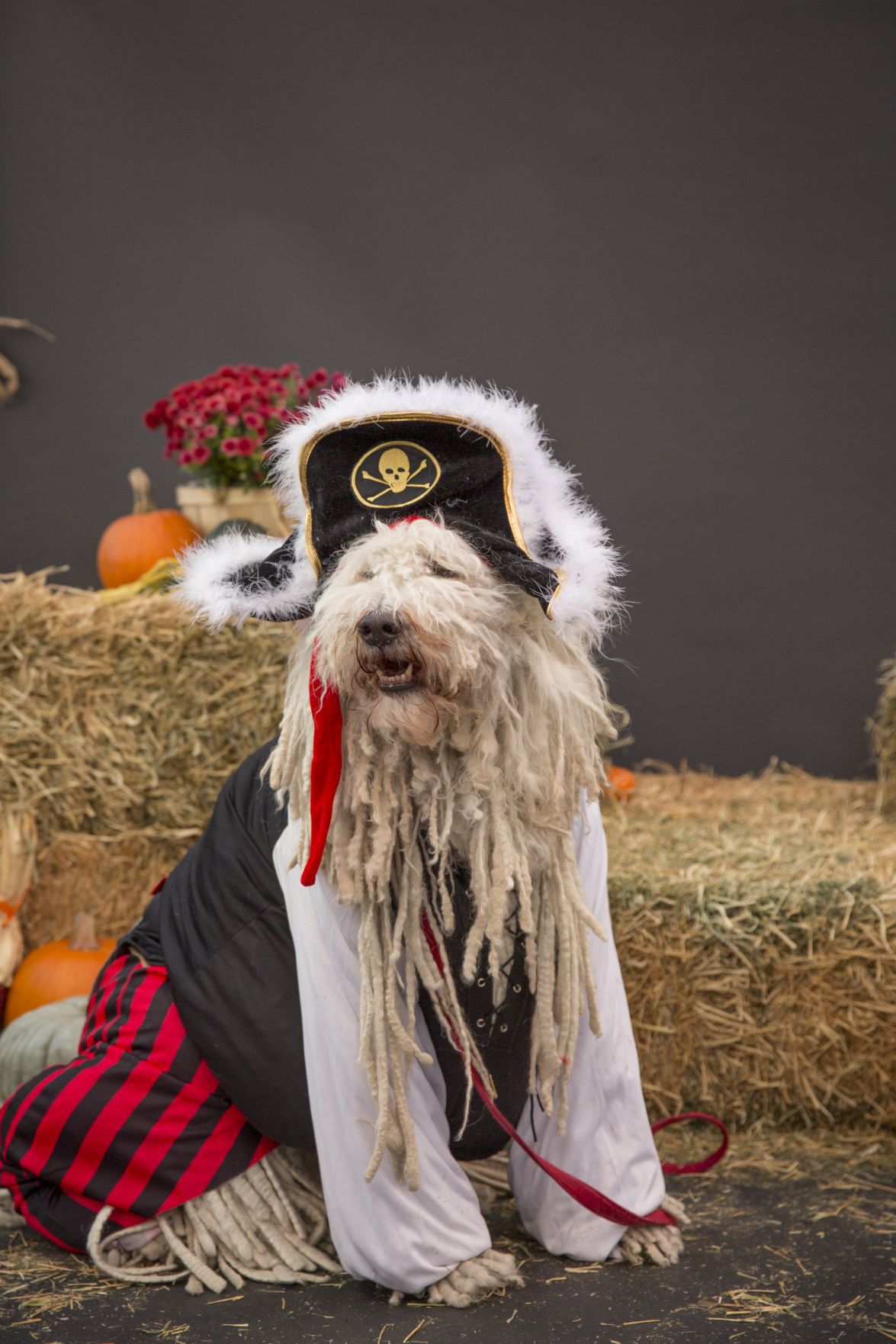 See photos of dogs dressed up as pirates, police officers, vampires for