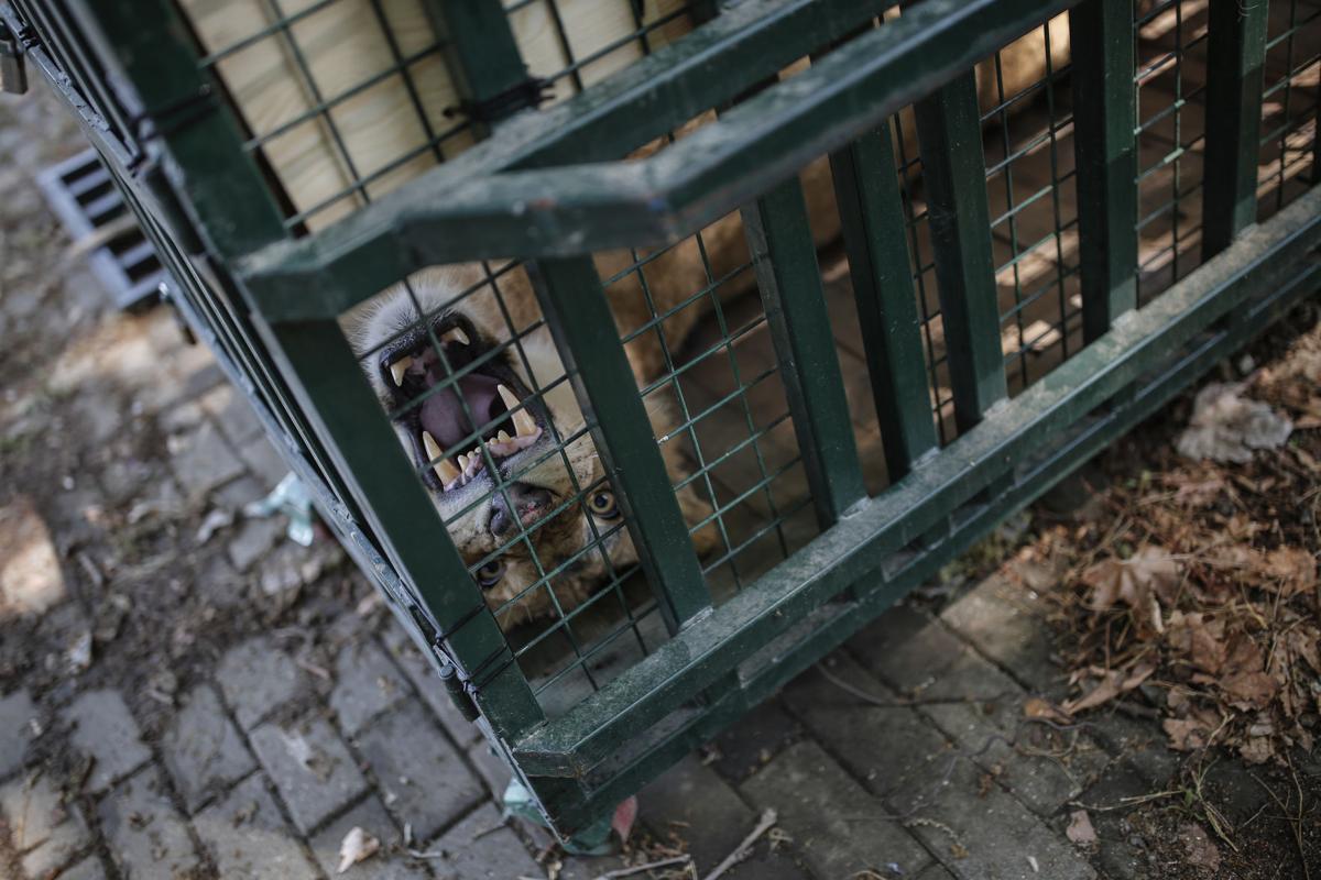 Turkey Syria Zoo Photo Gallery