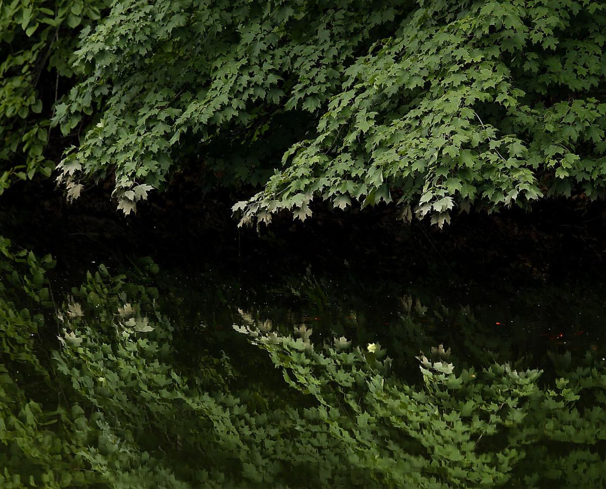 Augustana slough