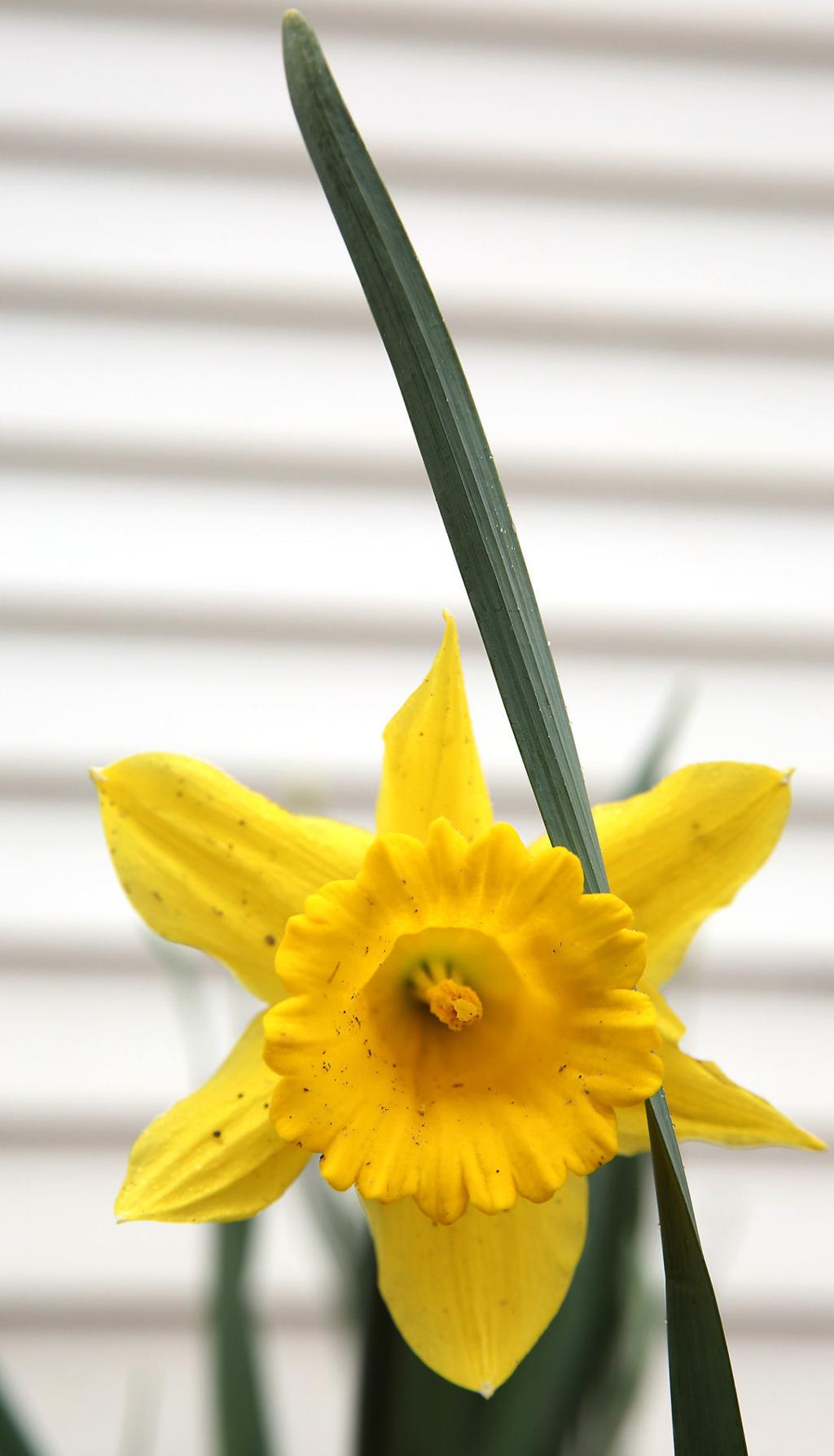 Your Daffodils Are Done Blooming What Now Home Garden Qctimes Com