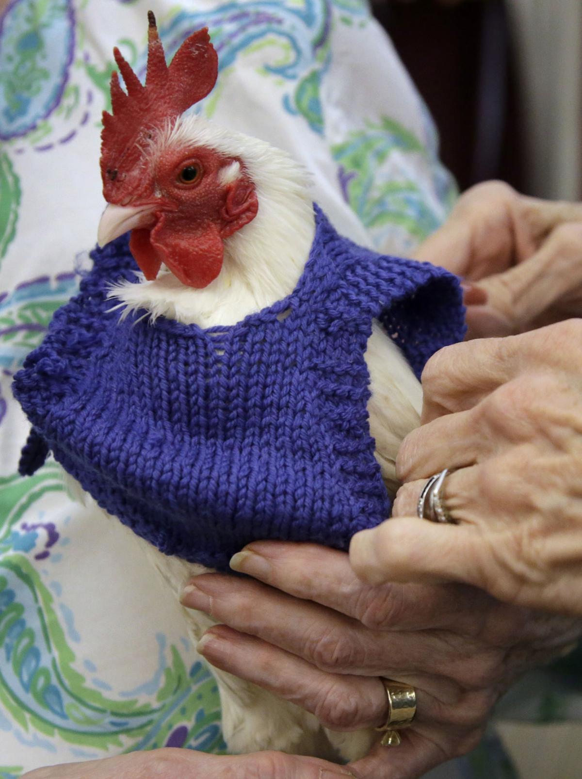 Sweaters for Chickens