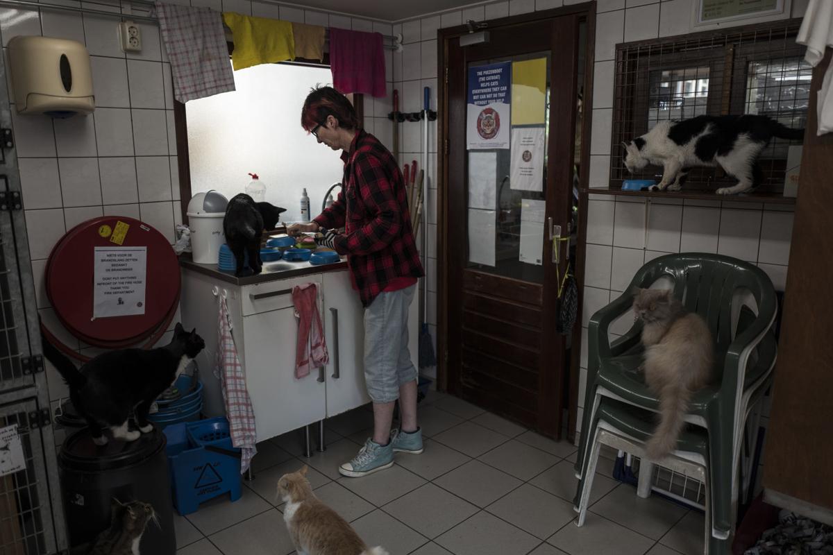 Netherlands Boat For Cats Photo Gallery