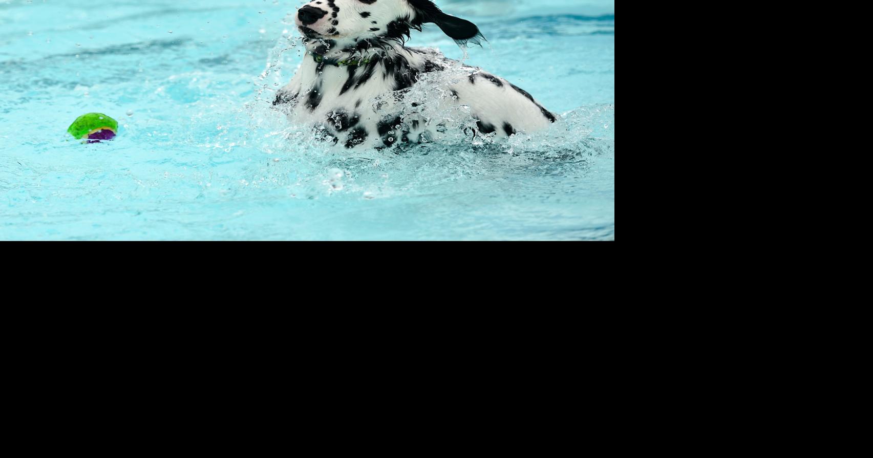Dalmatians Have Issues With Deafness And It Can T Always Be Predicted Home Garden Qctimes Com