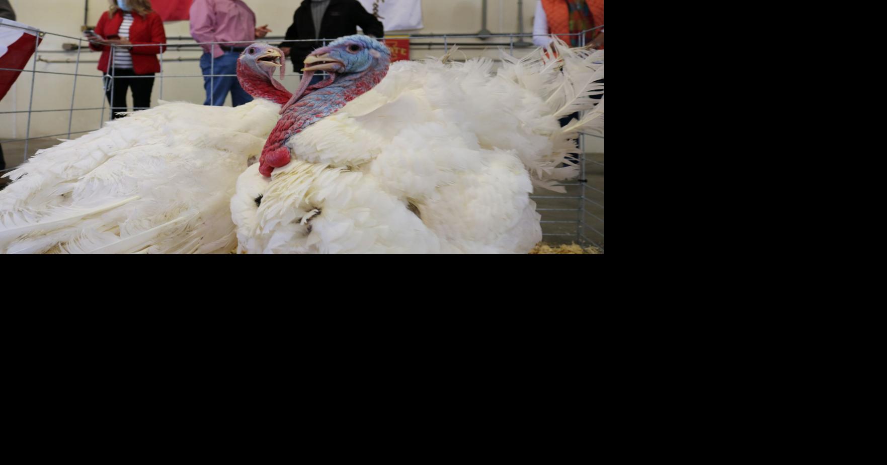 Turkeys from Walcott farm to be pardoned by Trump at White House ceremony