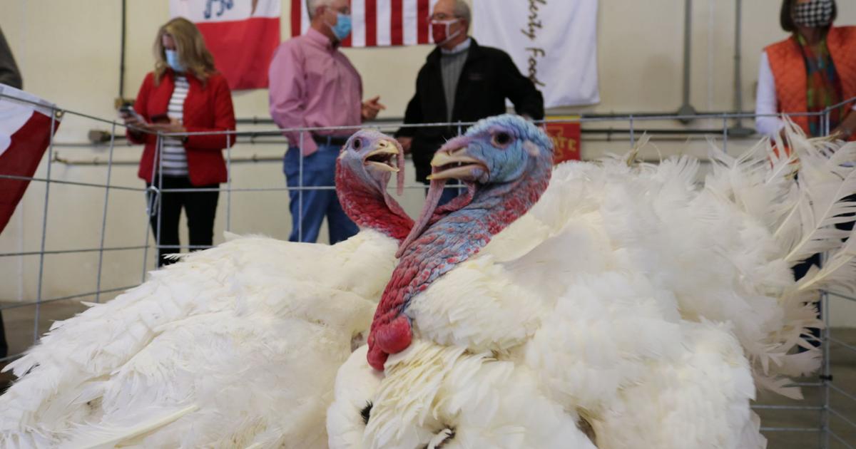 Calcott Turkeys Turkeys from Walcott farm to be pardoned by Trump at White House ceremony