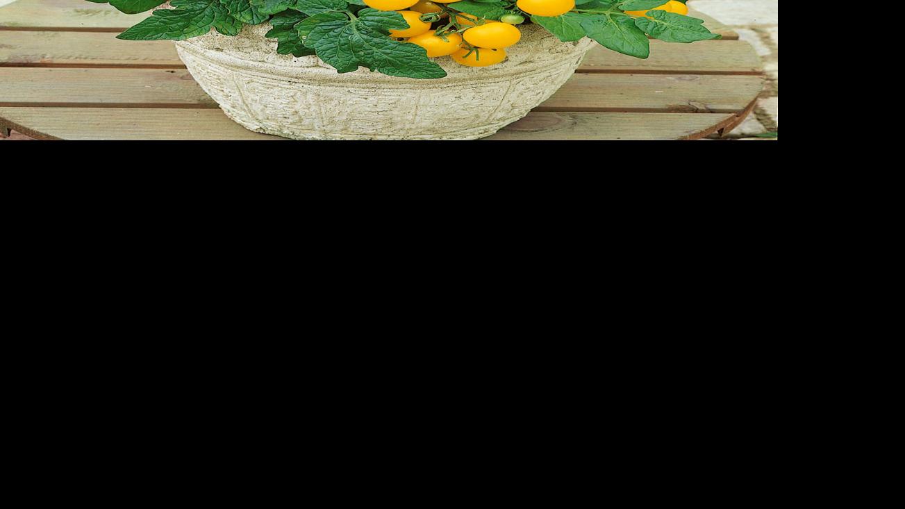 Hunting for earlier, a lot more abundant tomatoes? | Property & Garden