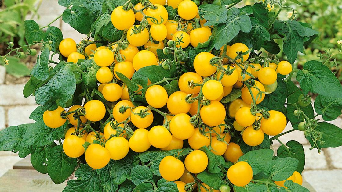 Hunting for earlier, a lot more abundant tomatoes? | Property & Garden Hunting for earlier, a lot more abundant tomatoes? | Property & Garden