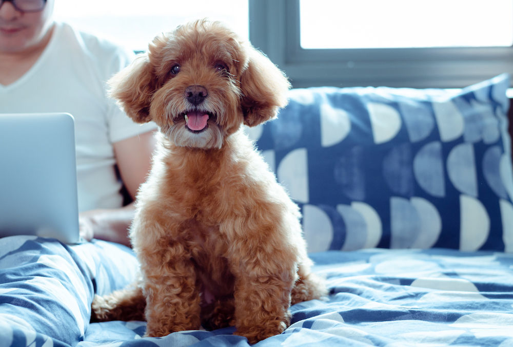 How Pet Parents "Shop" for Pet-Friendly Accommodations (image)