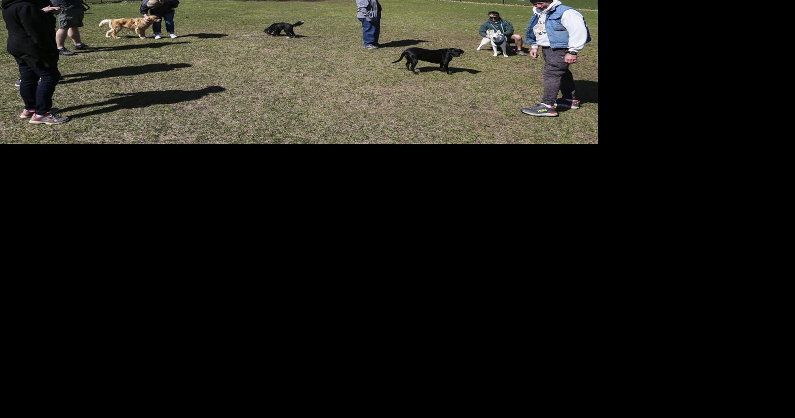 Bettendorf closes dog park due to respiratory disease