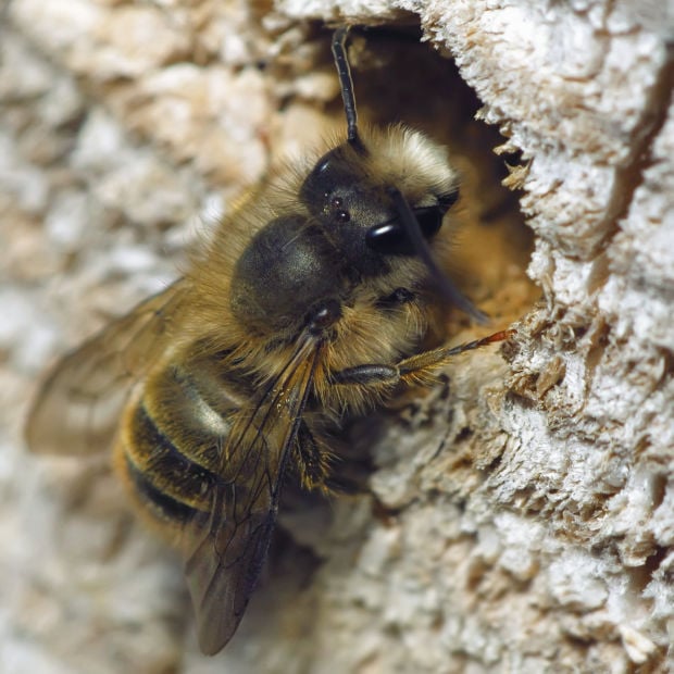 You can encourage mason bees even in town Home and Garden