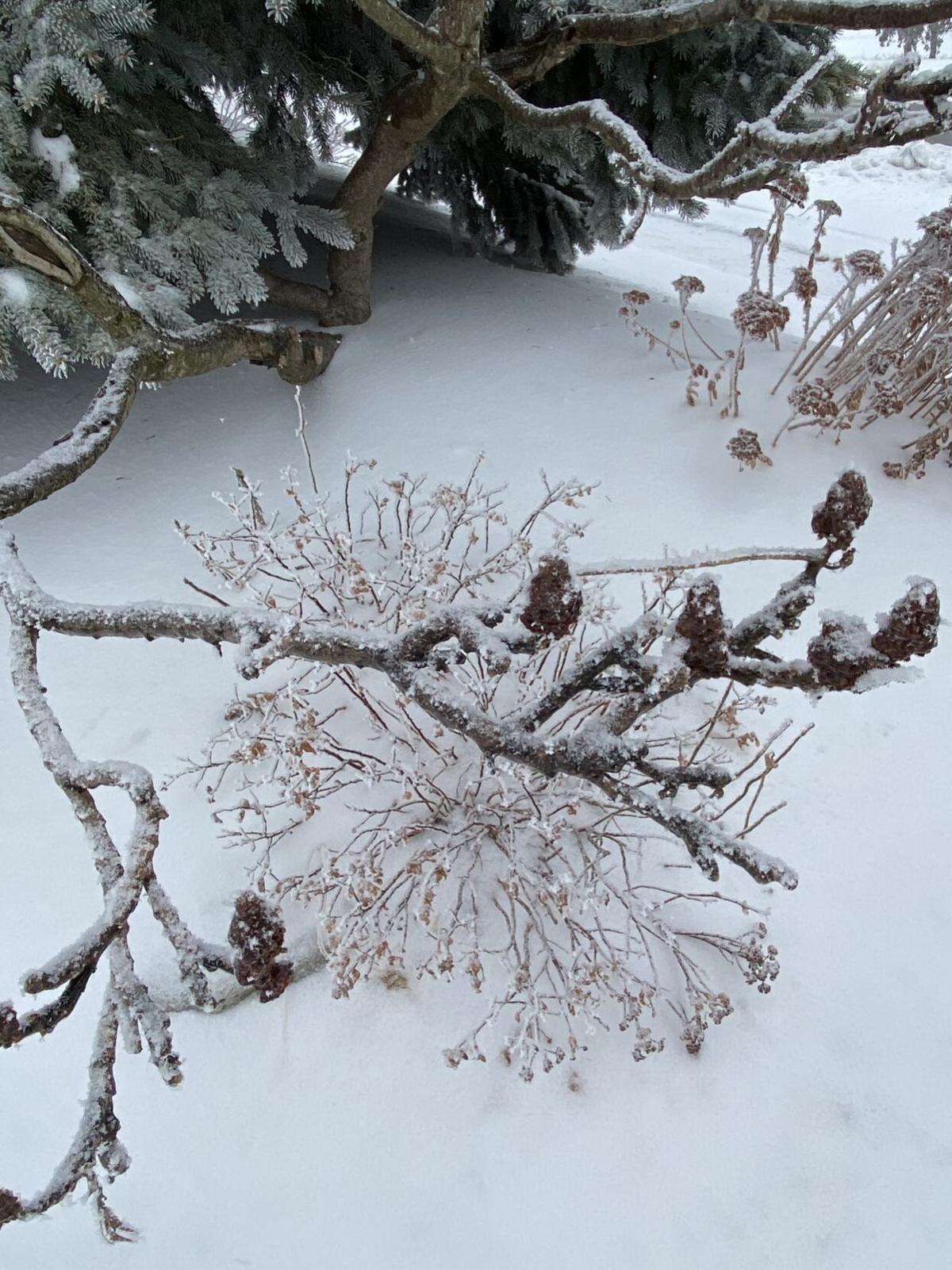 branch