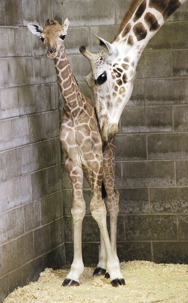 Giraffe naming to benefit elephants | Local News | qctimes.com