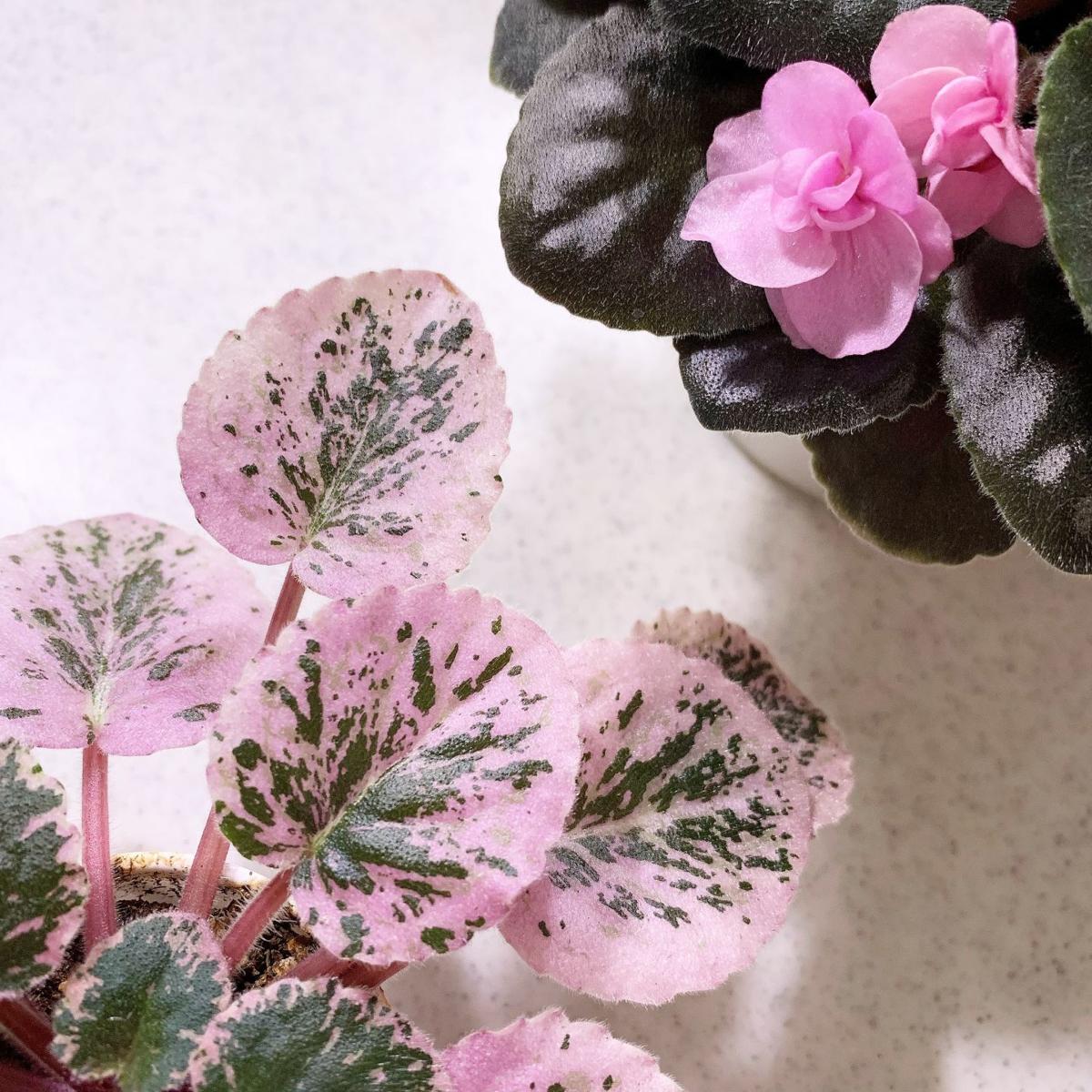 'Flying knives,' succulents are topics of online garden ...