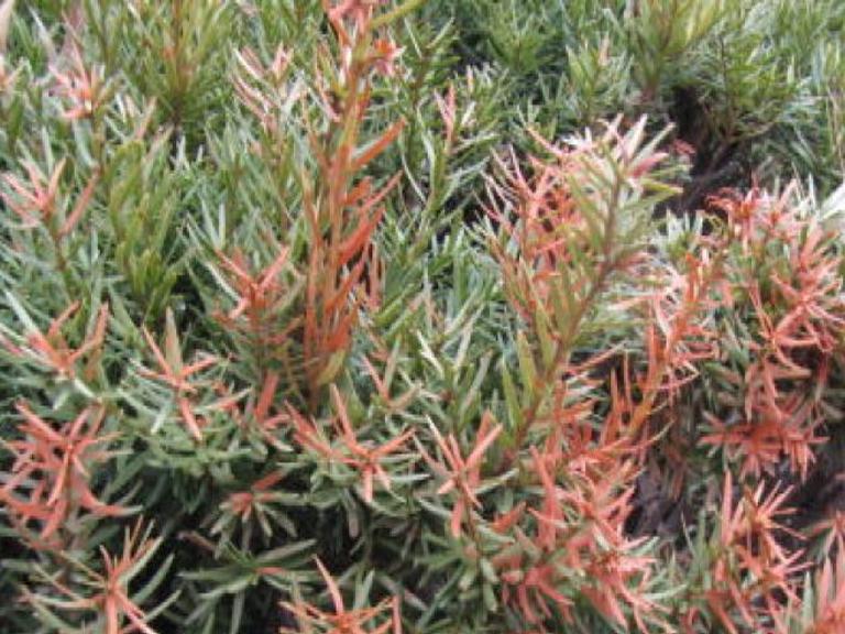 Give Winter Burned Shrubs Trees Time To Grow Out Home Garden