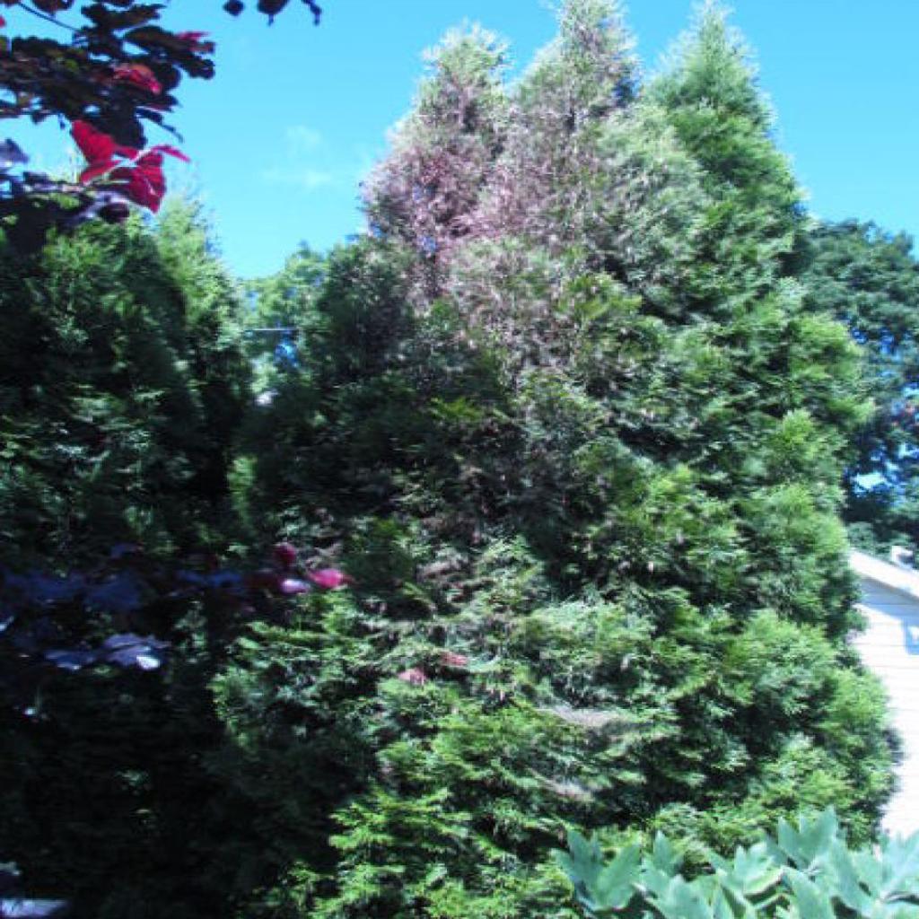 Now Is Time To Scout Trees For Bagworms Home Garden Qctimes Com