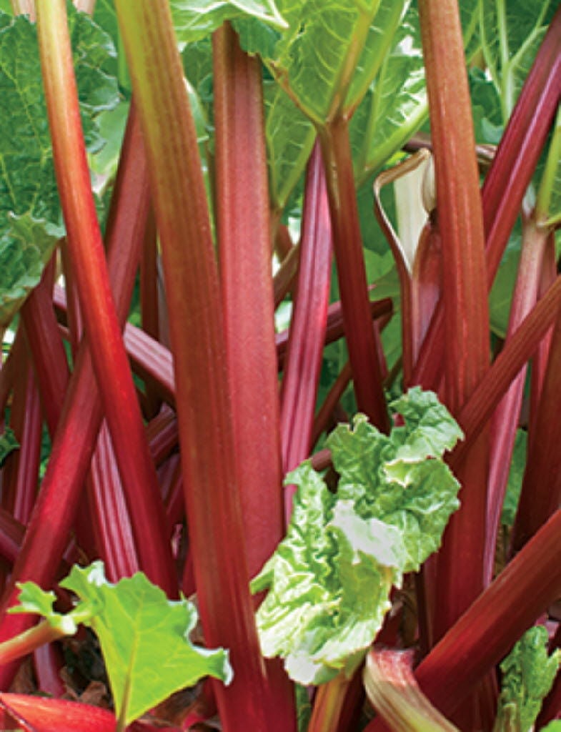 In harvesting rhubarb, leave half the stalk Home and