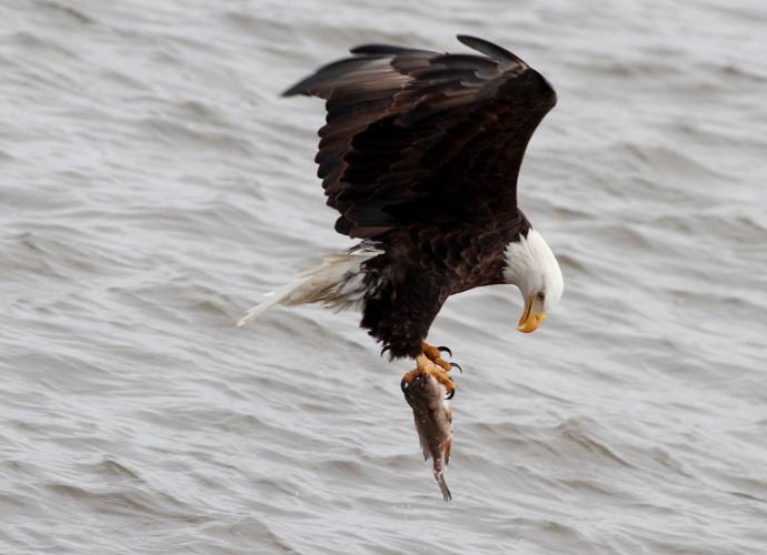 EAGLE DAYS 2018 011