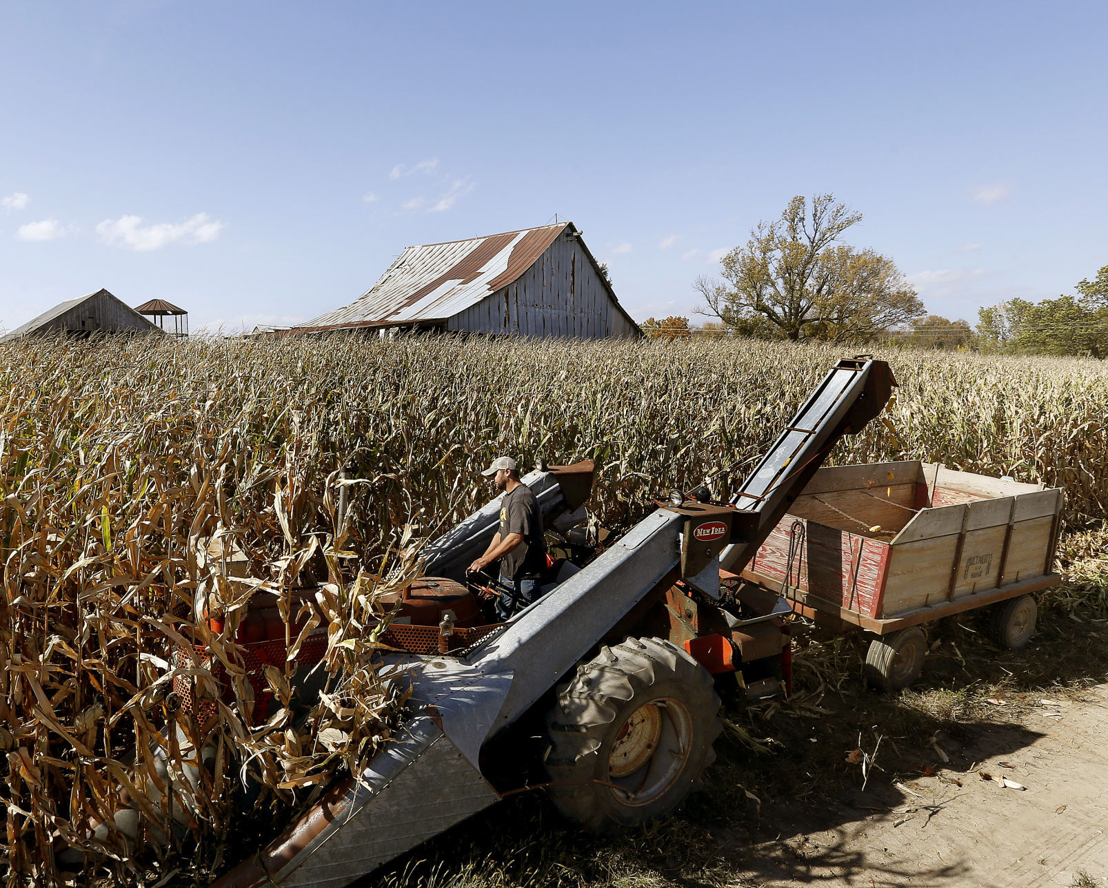 Charlotte farmer uses vintage equipment to harvest ear corn