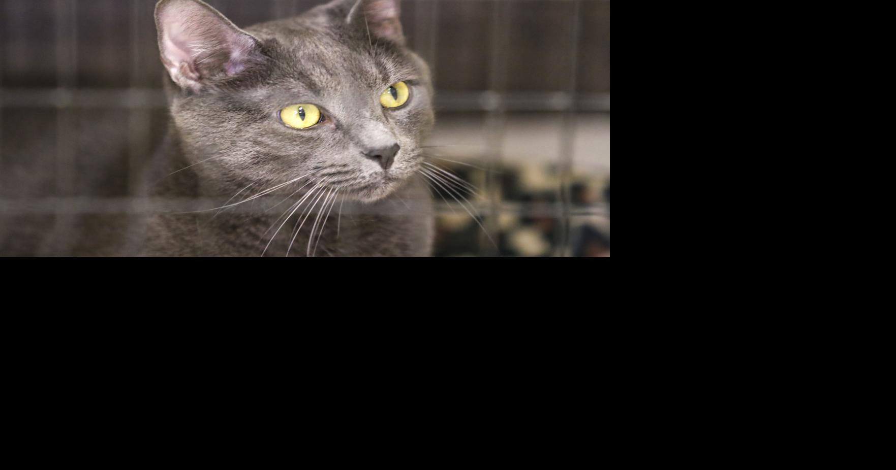 Cats hide pain; treatment is delayed