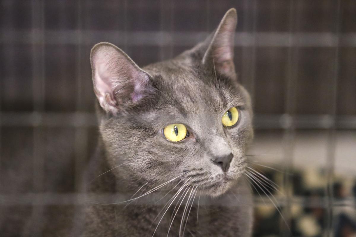 Cats Hide Pain Treatment Is Delayed Home Garden Qctimes Com