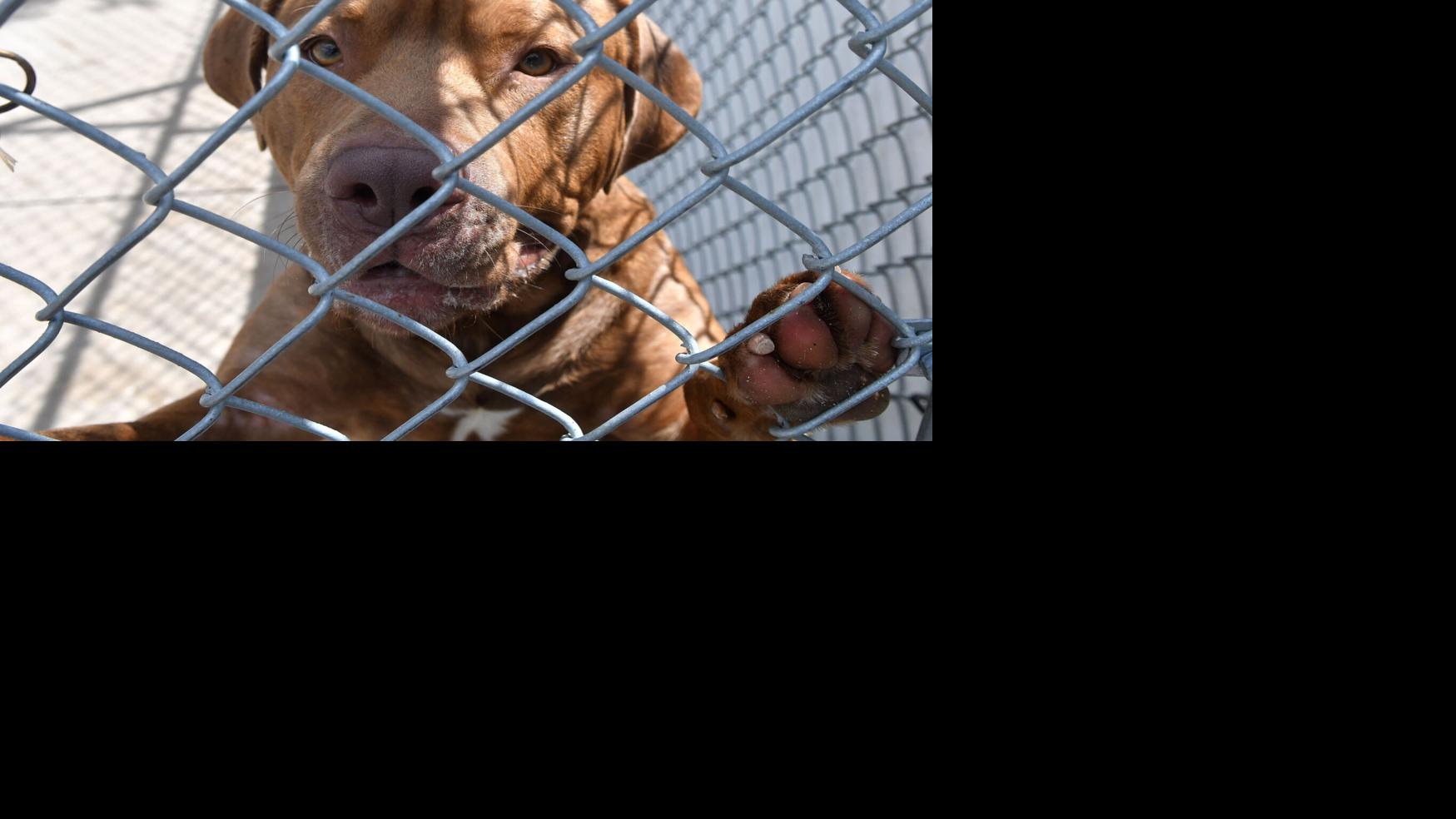 'We're stuffed full': Quad-Cities animal shelters are ...