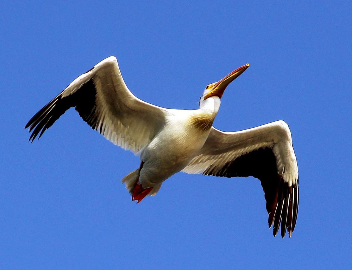 pelican
