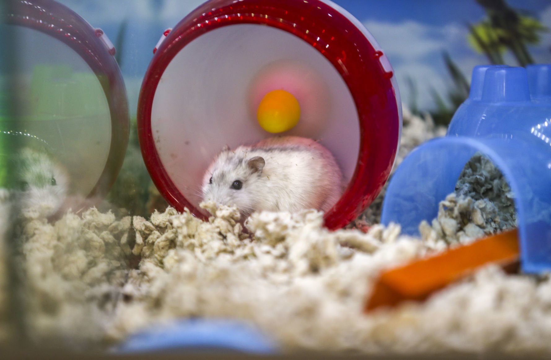 Pet supplies best sale plus hamsters