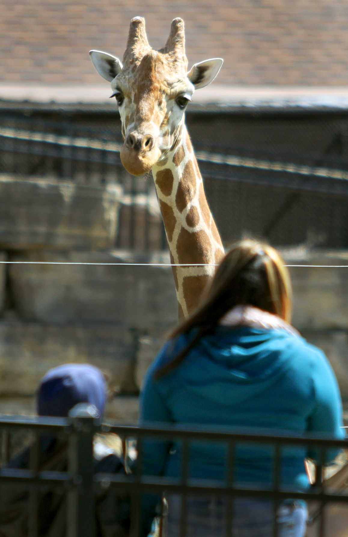 Photos: Niabi Zoo Opens | Fun and Entertainment | qctimes.com