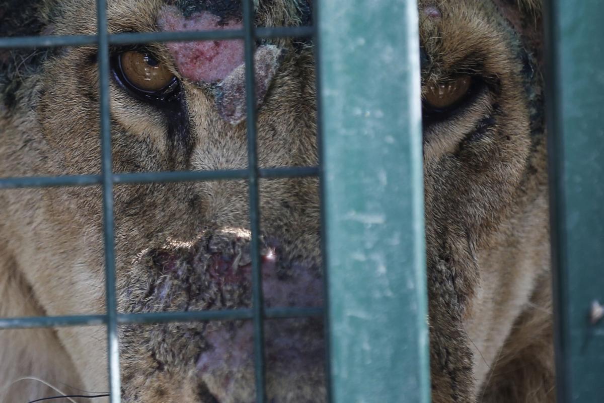 Turkey Syria Zoo Photo Gallery