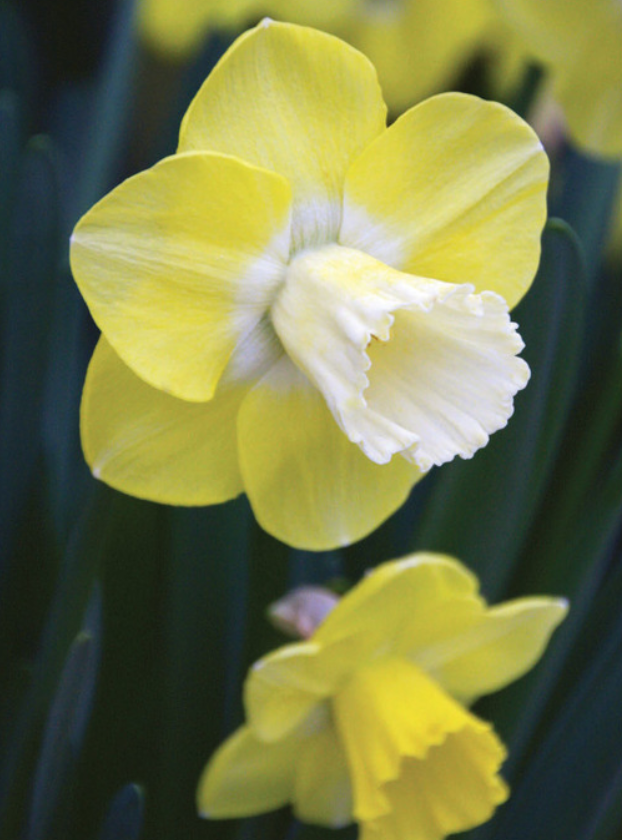 Daffodil Bulbs  Green Thumb Yard Care, LLC
