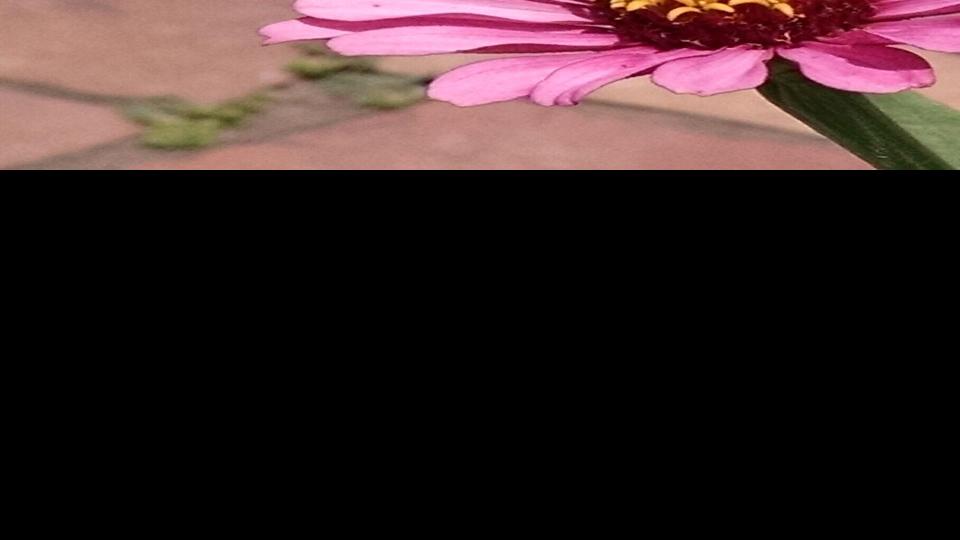 ‘Heartbreaking’ fall of monarchs in west | Residence & Garden