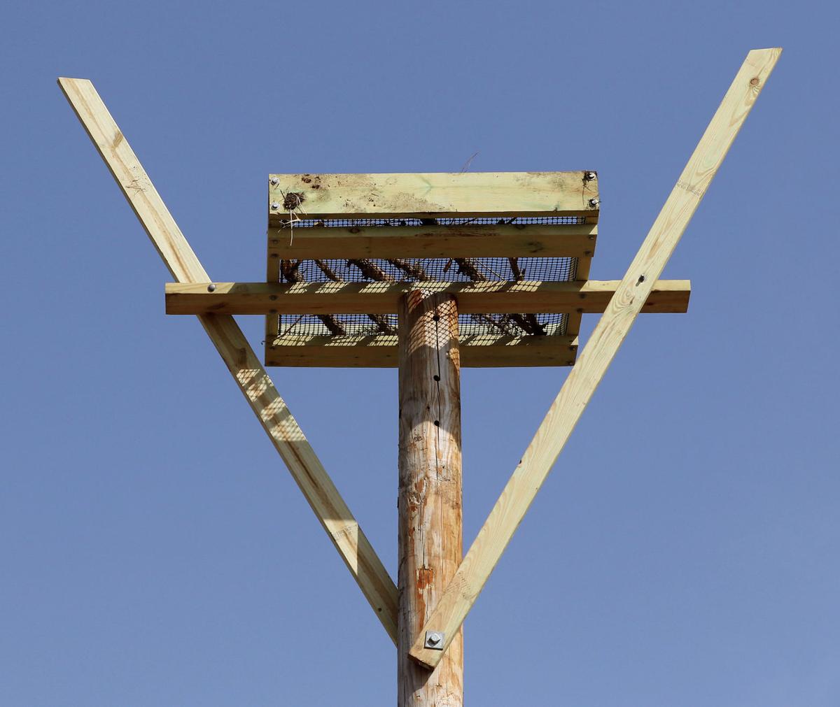 Osprey nests