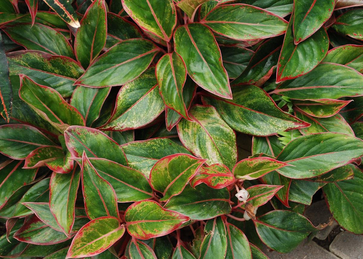 6 Top Houseplants For Low Light Home Garden Qctimes Com