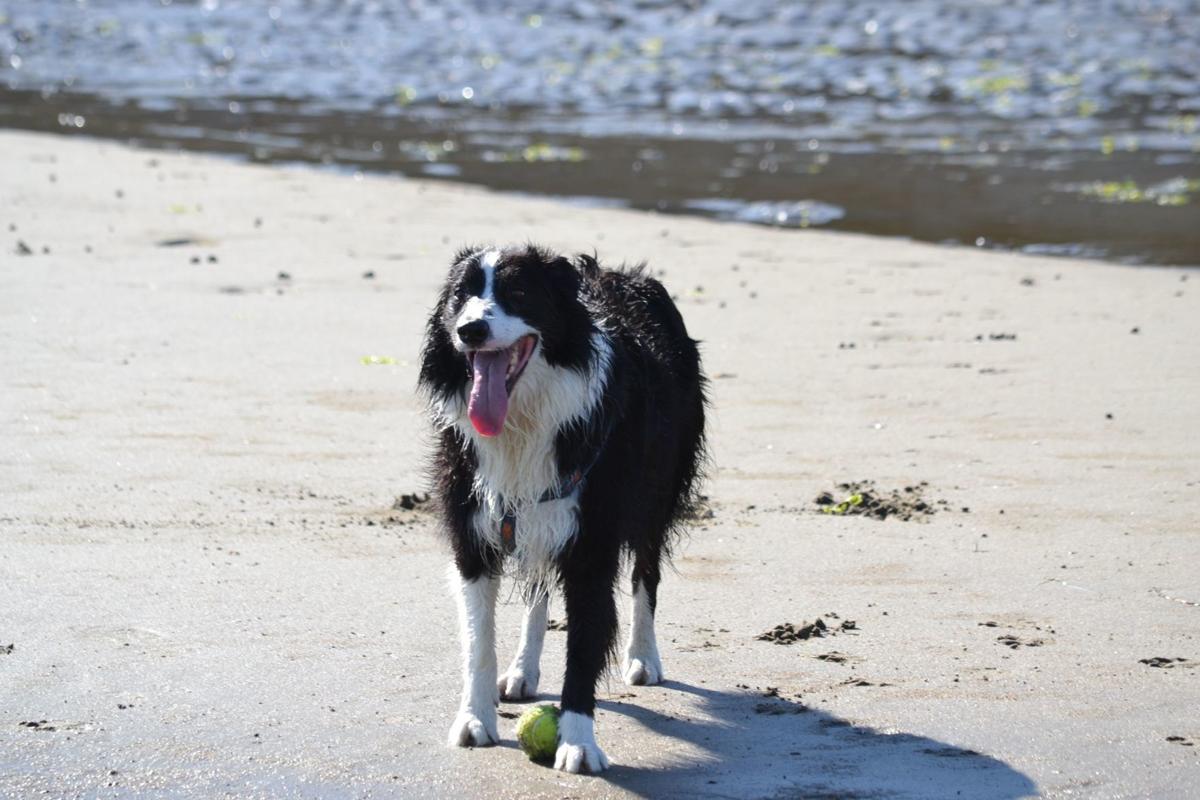 Top pet friendly beaches on North Carolina's coast Dogs