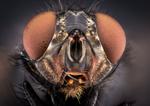 Flies evade your swatting thanks to sophisticated vision and neural shortcuts