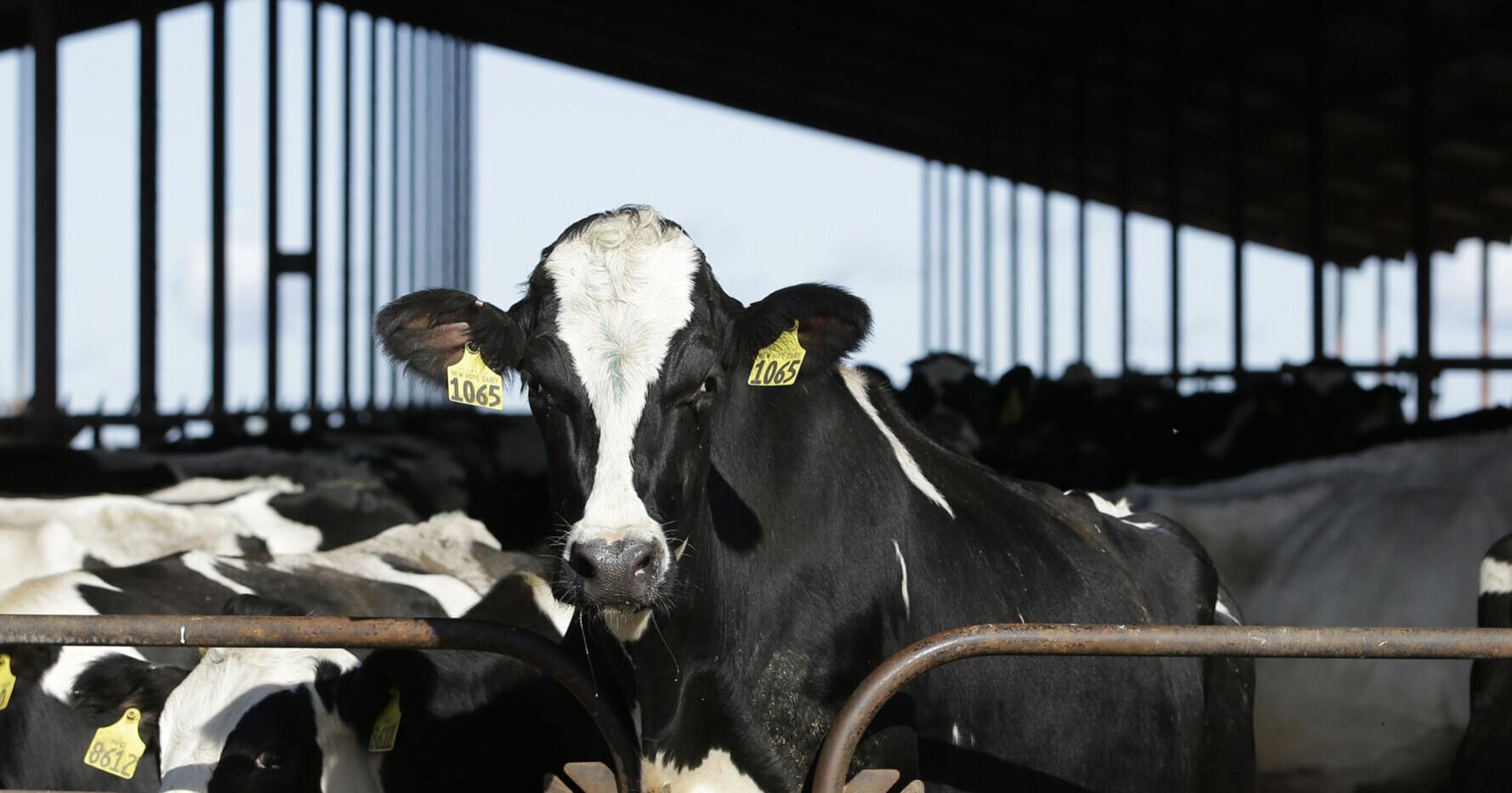 Bird flu in Iowa dairy cows poses 'unanswered questions' - Vimarsana News