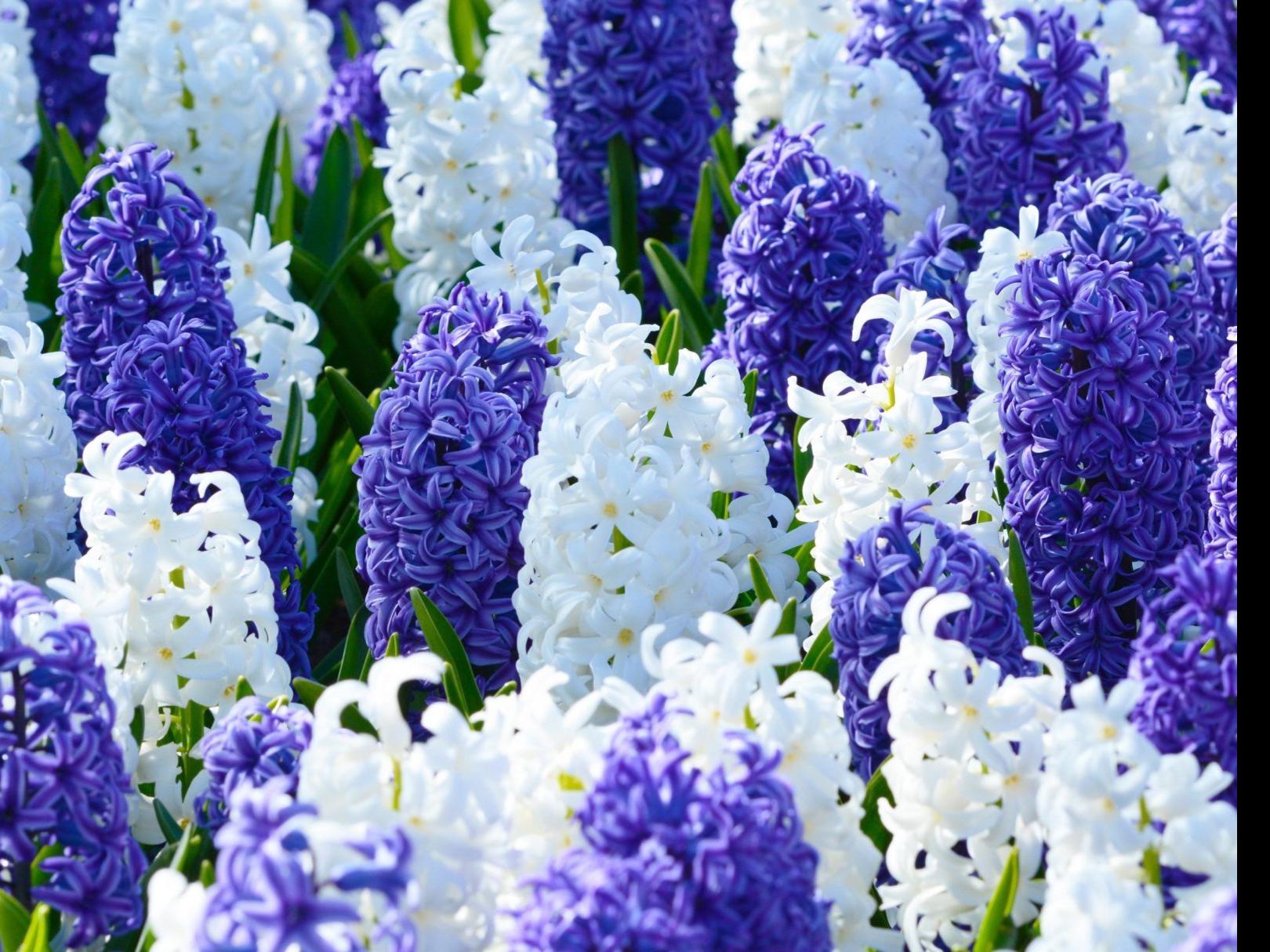 Hyacinths Smell Great Need To Be Replenished Home Garden Qctimes Com