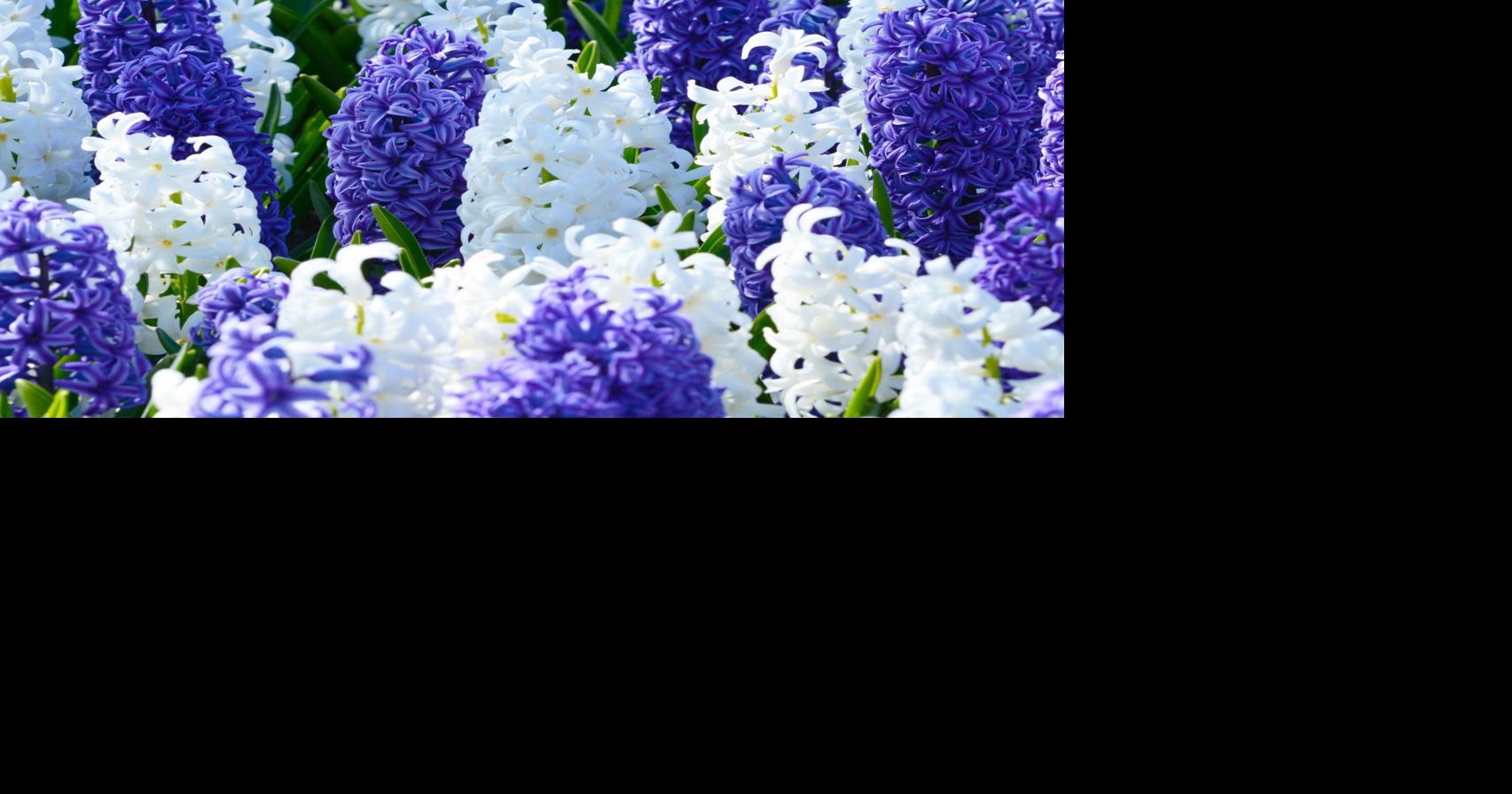 Hyacinths smell great, need to be replenished