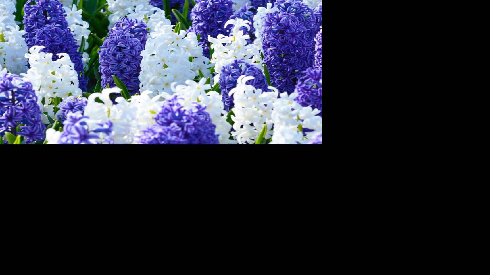 Hyacinths odor fantastic, require to be replenished | Household & Back garden