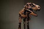 Do multimillion-dollar dinosaur auctions erode trust in science?
