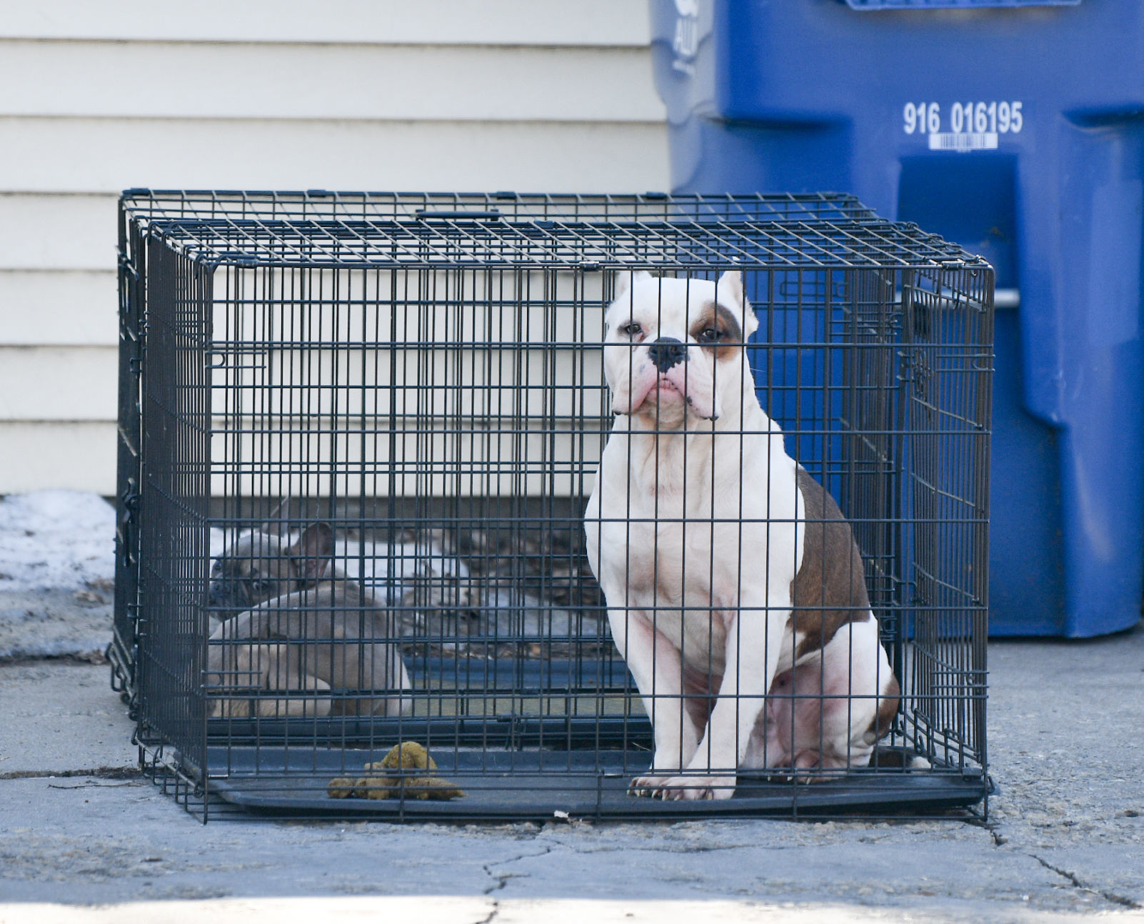 dog boarding quad cities