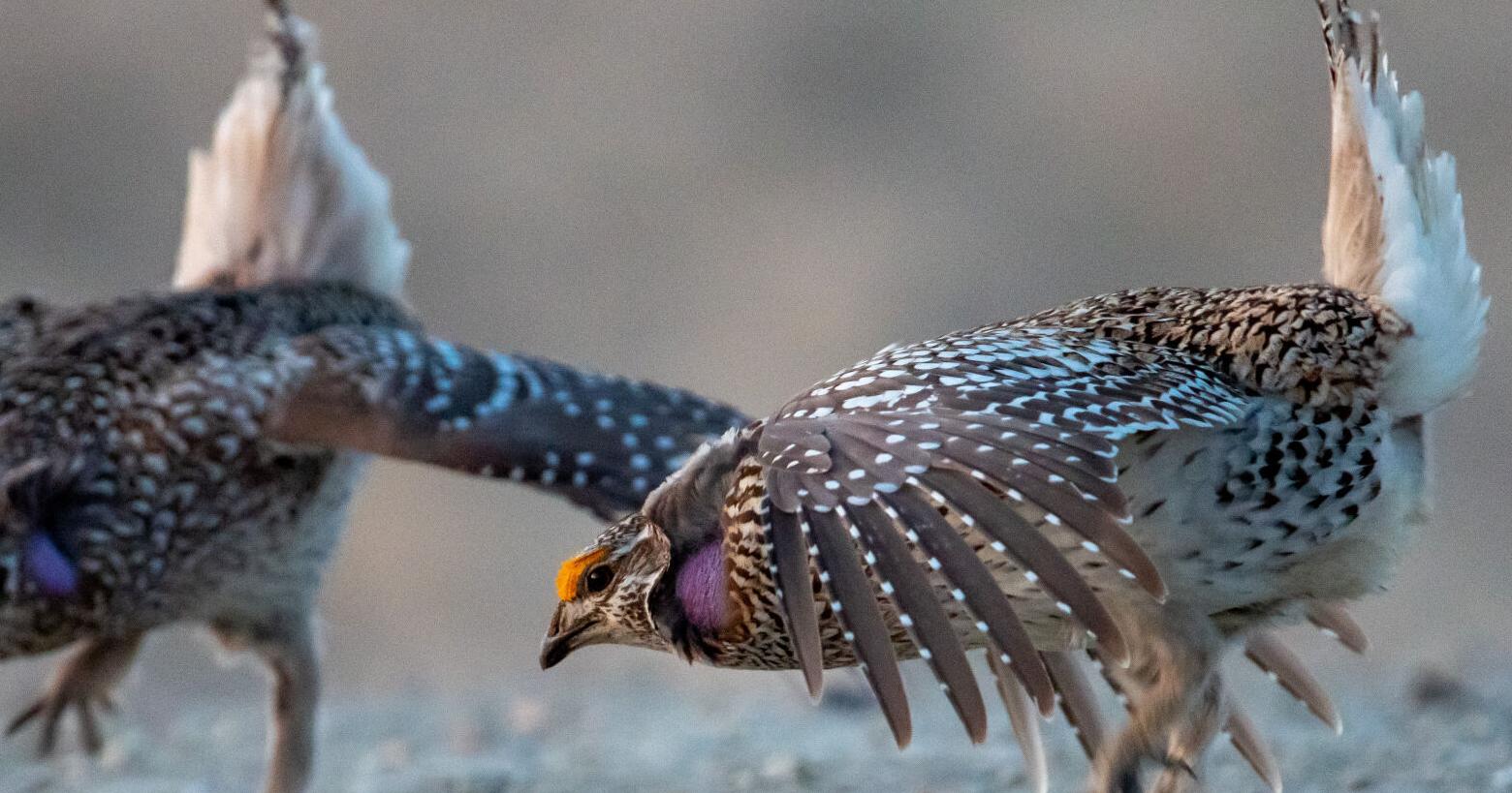 Proactive conservation helps sharp-tailed grouse recovery - Vimarsana News