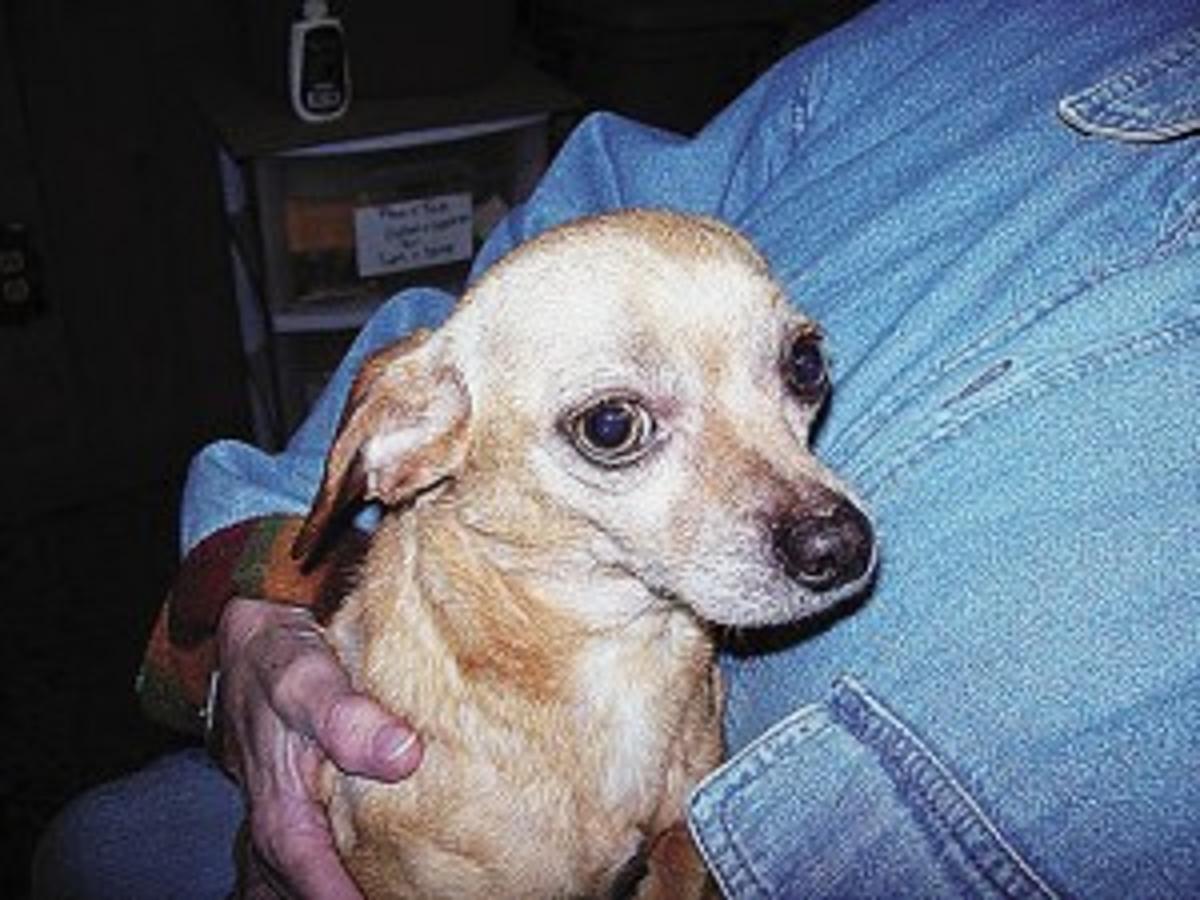 Dog Shot With Arrow Gets New Life Local News Qctimes Com