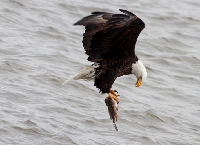 020416-eagles-007