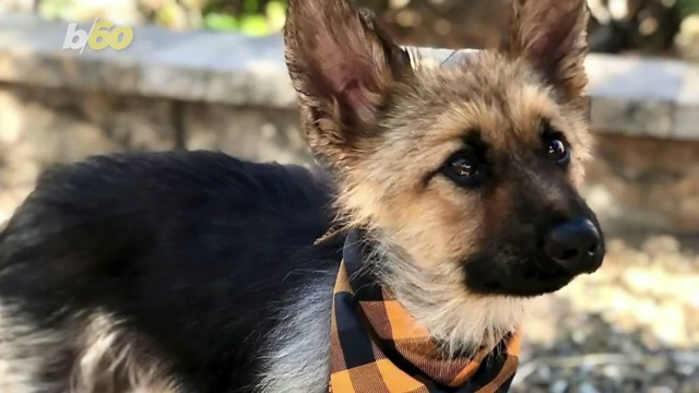 german shepherd puppies quad cities